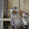 今日は「世界カワウソの日」でした。２