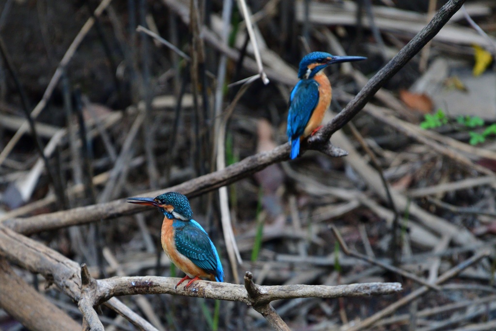よそよそしい。