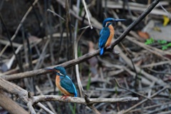 よそよそしい。