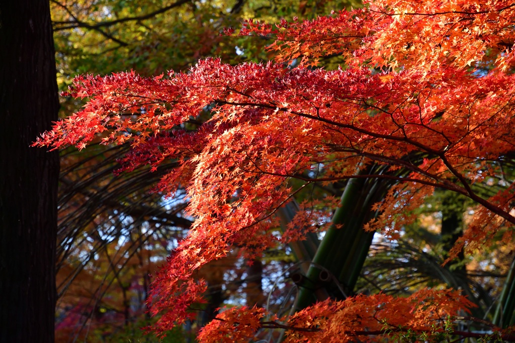 森林公園の紅葉