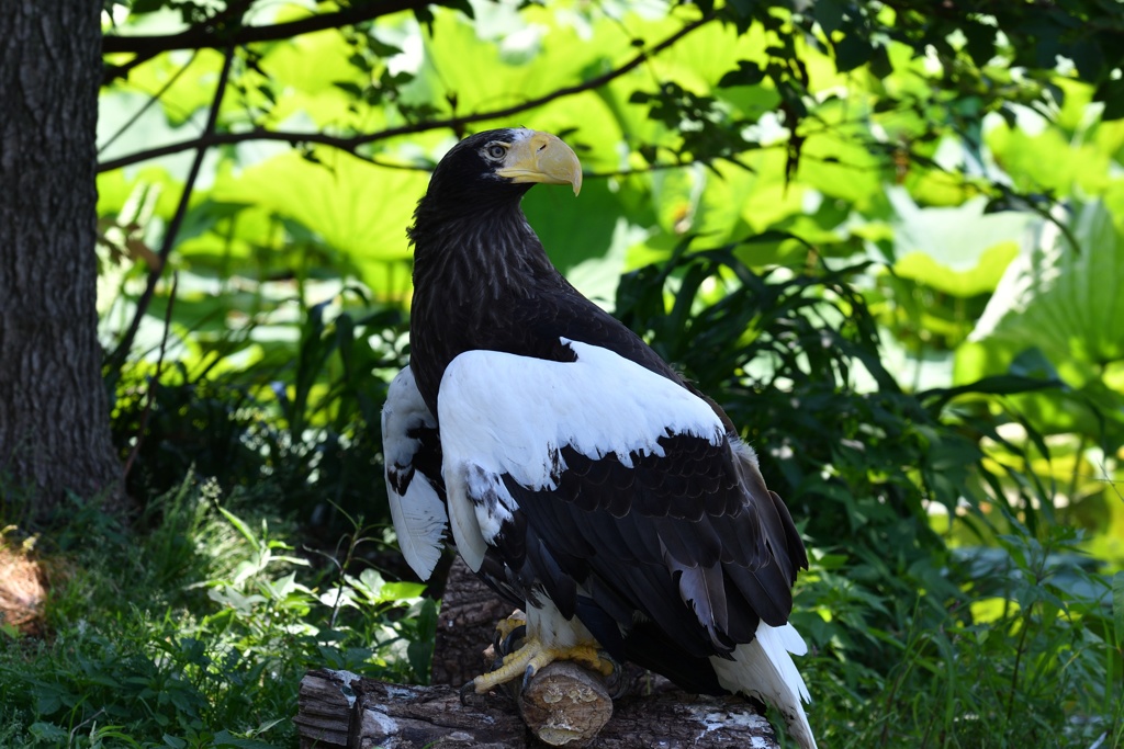 上野動物園のオオワシ２