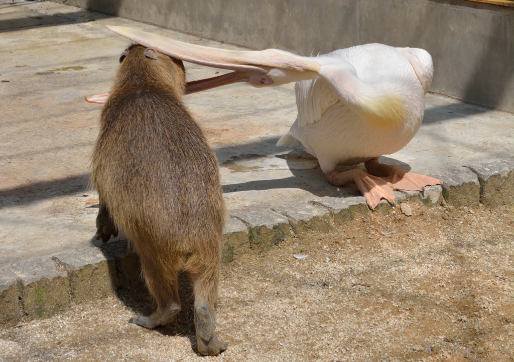 カピバラvsペリカン