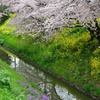 春の隼人堀川２