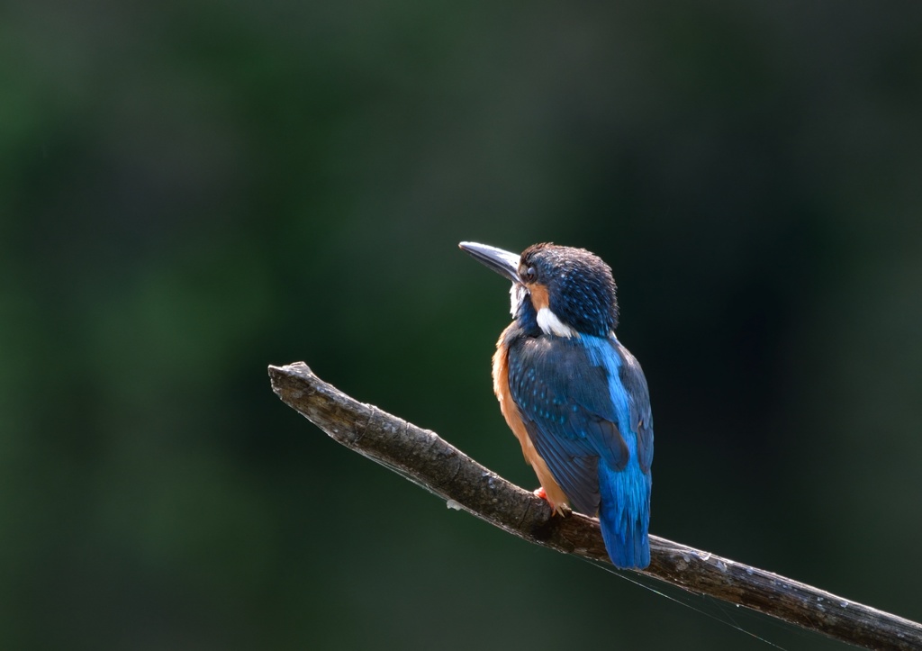 遠くを見つめる。