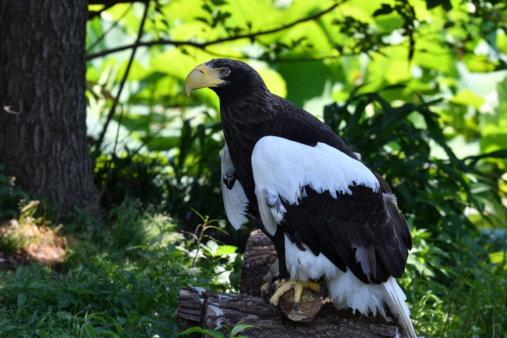 上野動物園のオオワシ１