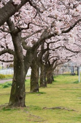 桜