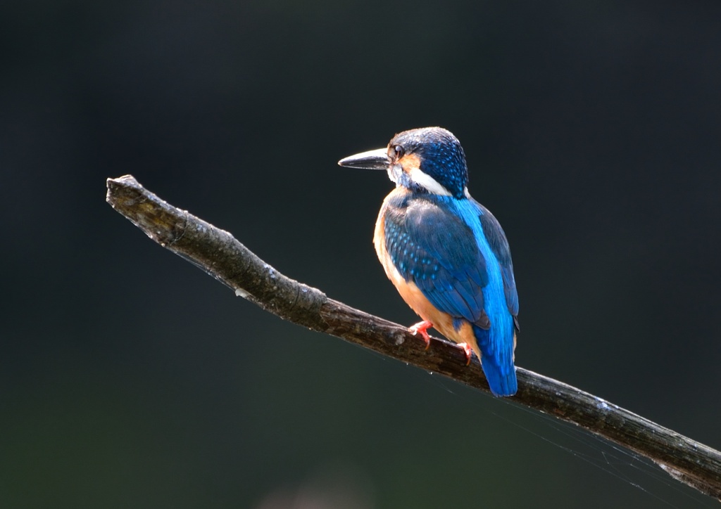 カワセミの瞳孔。