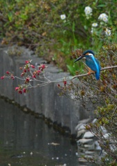 久しぶりのカワセミ