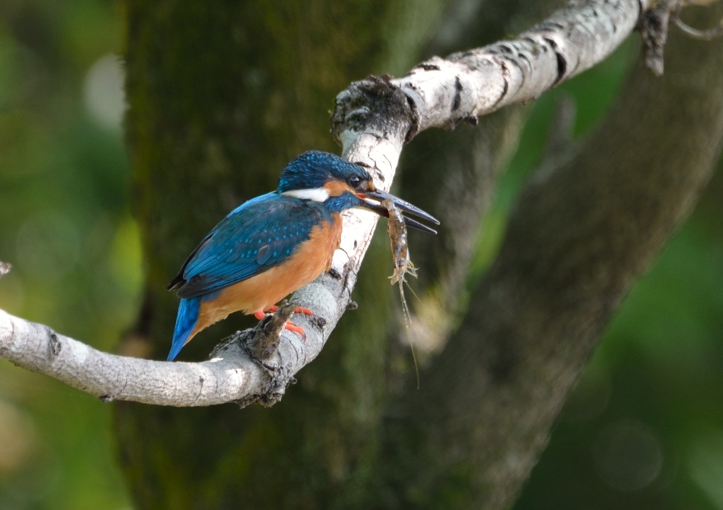 小エビゲット！