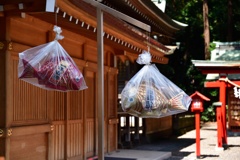一年安鯛と目出鯛２