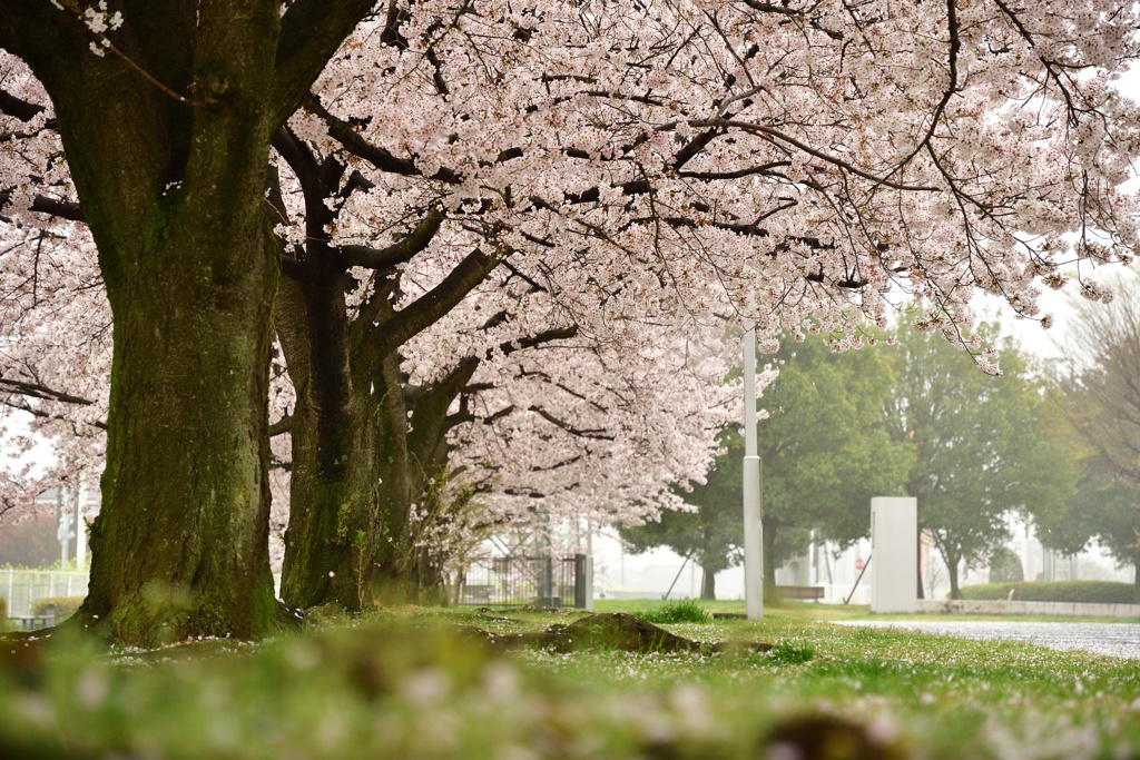 桜並木１