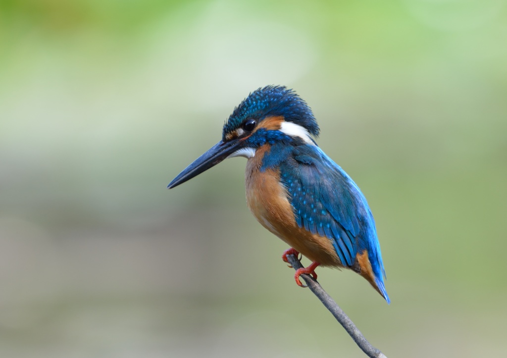 どアップです。