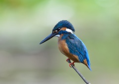 どアップです。