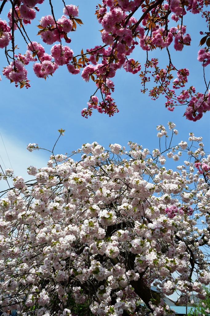 白井宿の八重桜３