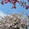 白井宿の八重桜３