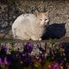 公園の猫