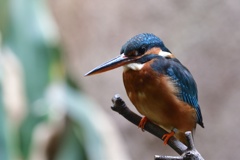 動物園のカワセミ１