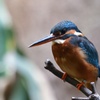 動物園のカワセミ１