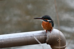 パイプの上で。１