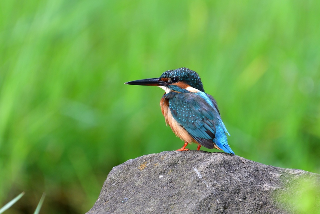 石の上にも…。