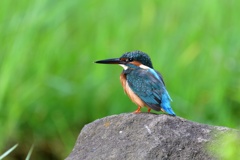 石の上にも…。