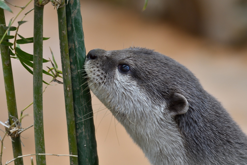 コツメカワウソ２
