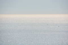 海