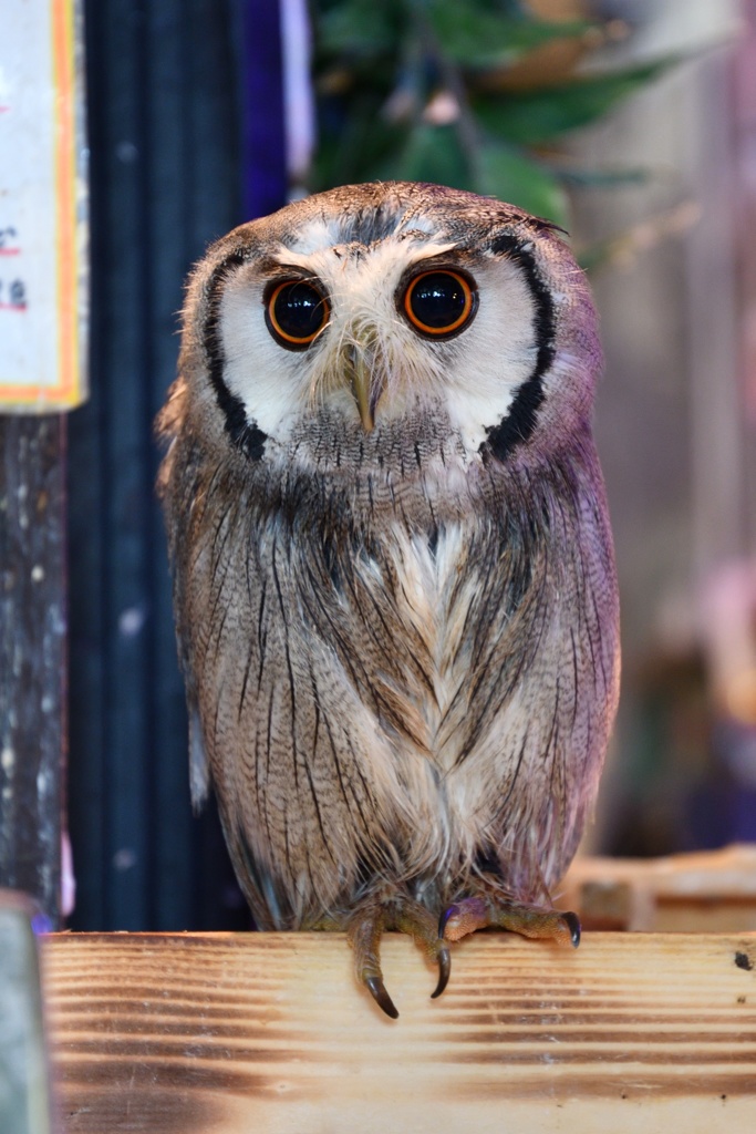 フクロウカフェにて３