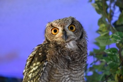 フクロウカフェにて２