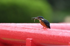 雨上がりの欄干で。