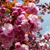 白井宿の八重桜