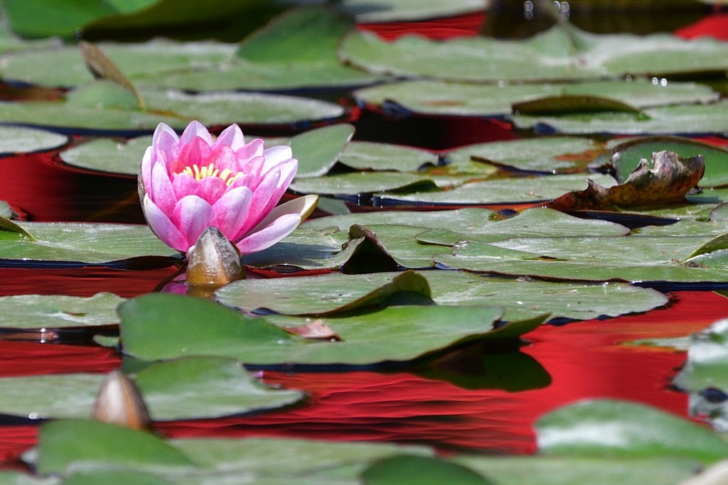 紅に染まる池にて。