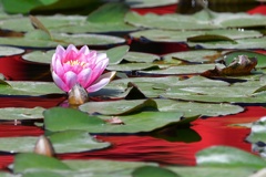 紅に染まる池にて。