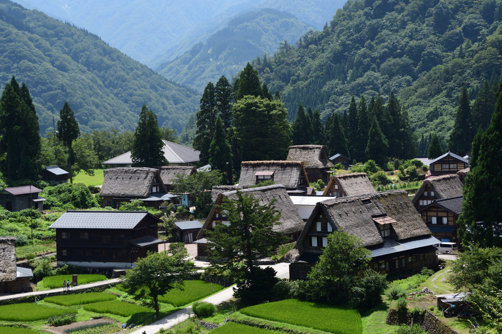 夏の相倉合掌集落