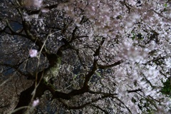 神社の夜桜２
