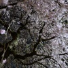 神社の夜桜２