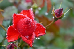 raindrops1