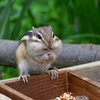 りすの家にて１