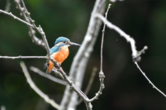 小枝で休息中。