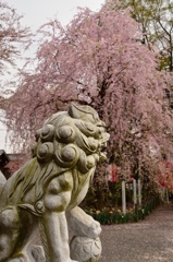 神社の枝垂れ桜