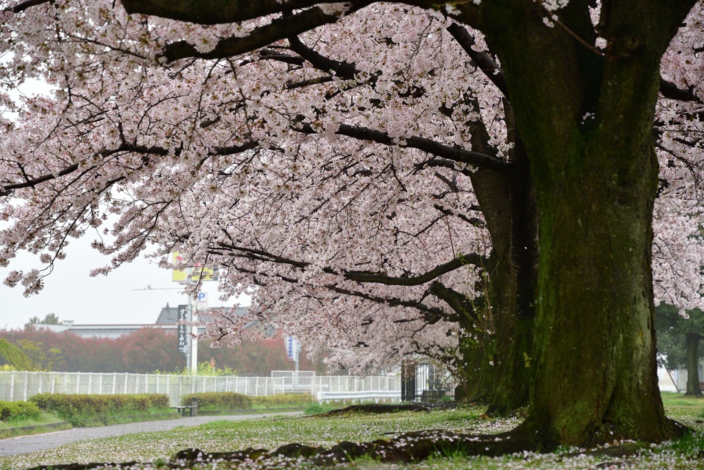 桜並木２