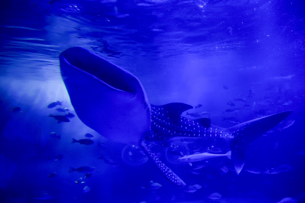 能登島水族館