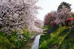 隼人堀川の春