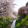 隼人堀川の春
