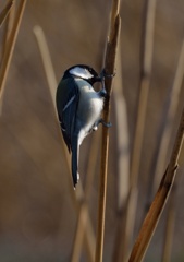 黒浜沼の野鳥