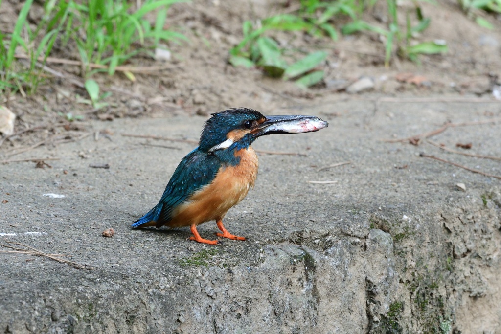 小魚ゲット！