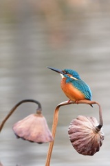 酉年になりました！