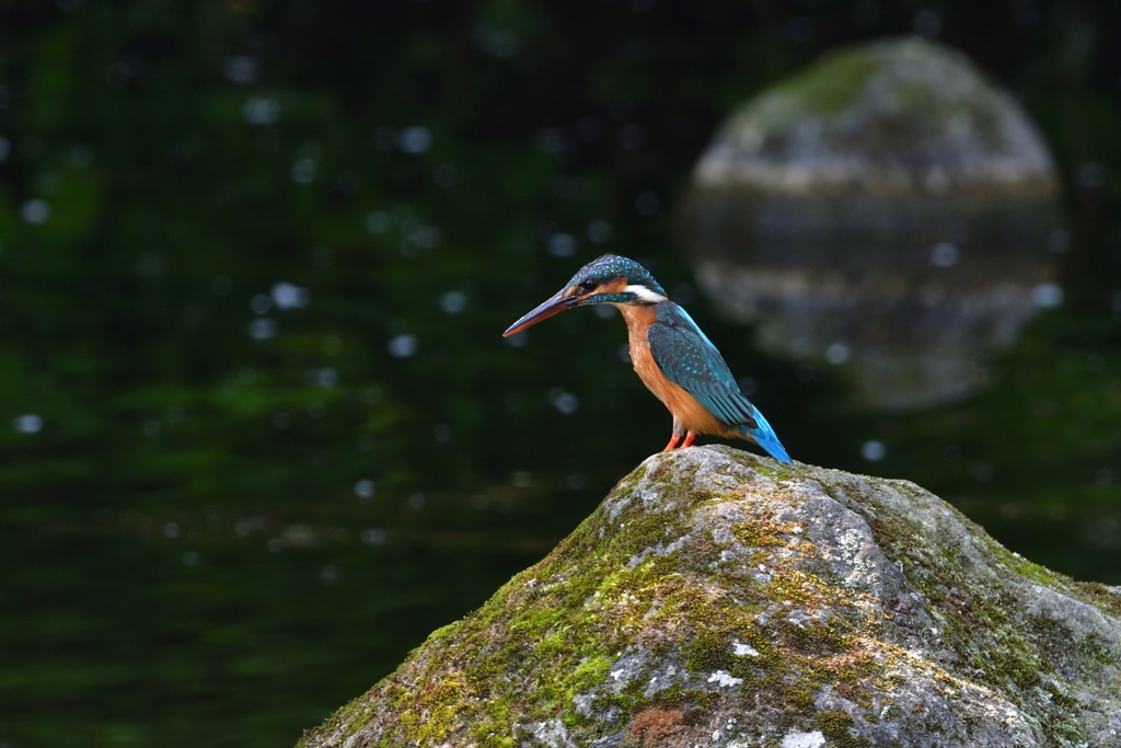 魚を落としてしょげる！