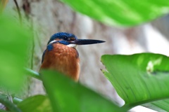 動物園のカワセミ３