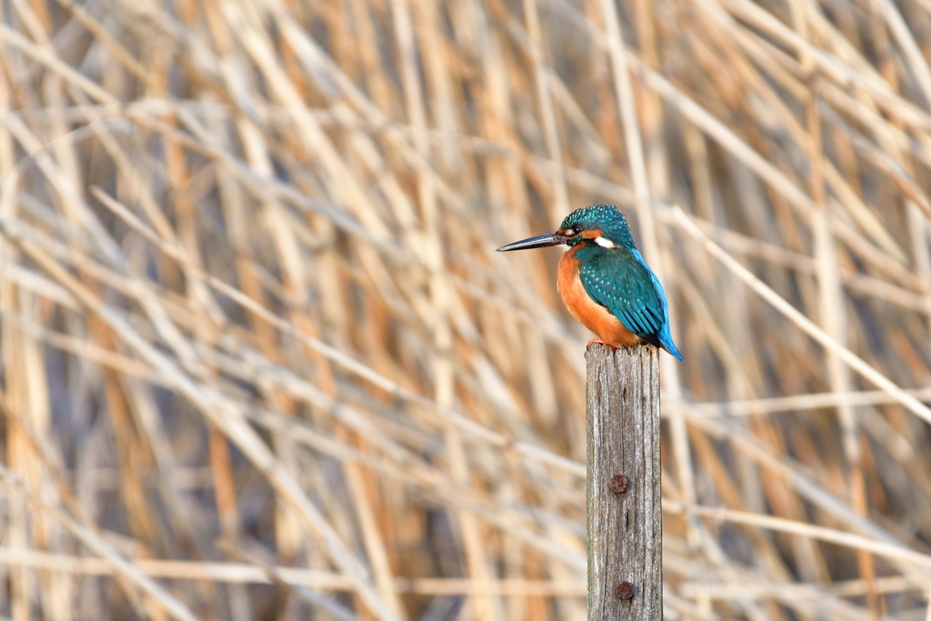 久しぶりのカワセミ。